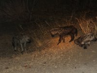 Marion, Romane South Africa 2014 (62 of 63) : KNP Letaba nightdrive, Marion visit